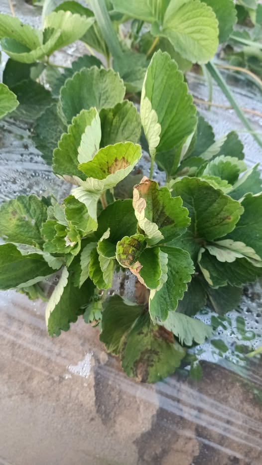 ممكن العلاج